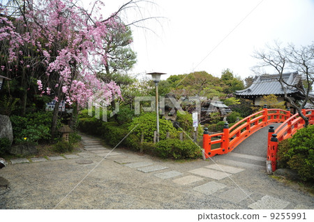京都Shinsennen的春天 9255991