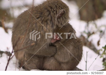 親子猴經受住了寒冷 9256087