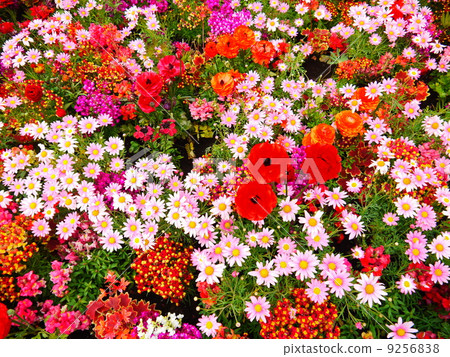Spring flower bed 9256838