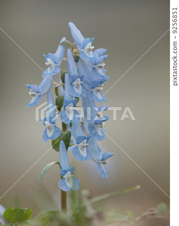 Blue Ezoengosaku Blue Ezoengosaku 9256851