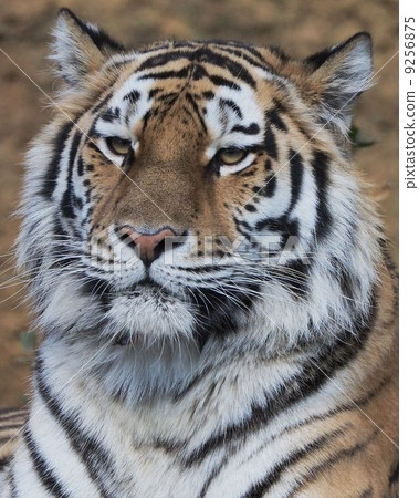 Amur Tora Amur Tora 9256875
