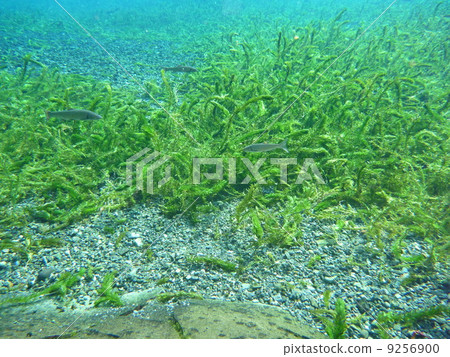 Underwater landscape 9256900