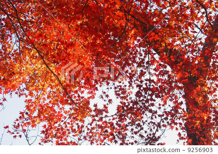 Momiji - 透光(燃燒的秋葉) Momiji - 透光(燃燒的秋葉) 9256903