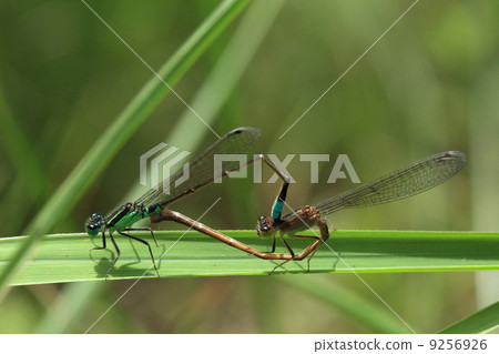 Concatenation of living things Aomonitotombo 9256926