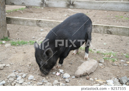 Piglet (black pig) 9257335