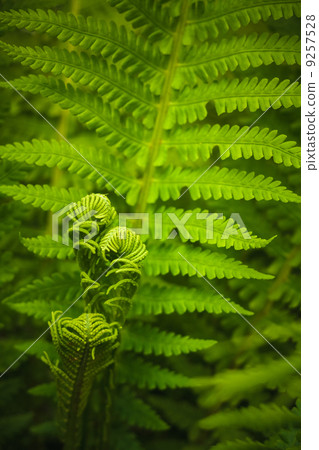 Young Fern Leaf 9257528