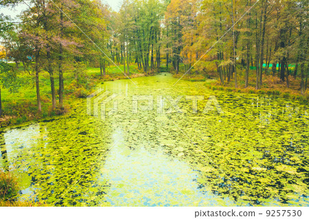 Wild Bog Swamp 9257530