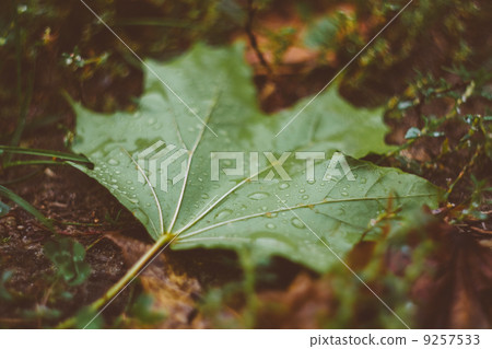 Water Drops On The Fresh Green Maple Leaf 9257533