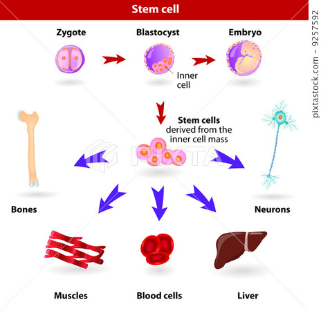 Stem cells - Stock Illustration [9257592] - PIXTA