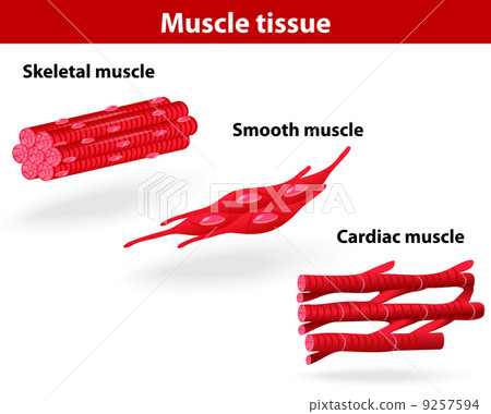 Types of muscle tissue 9257594