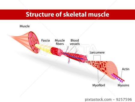 Structure of skeletal muscle 9257596