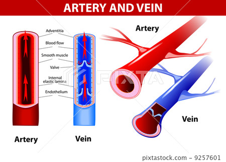 artery and vein. Vector 9257601