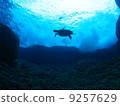 Overhead turtle 9257629