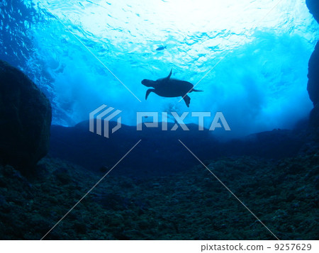 Overhead turtle Overhead turtle 9257629