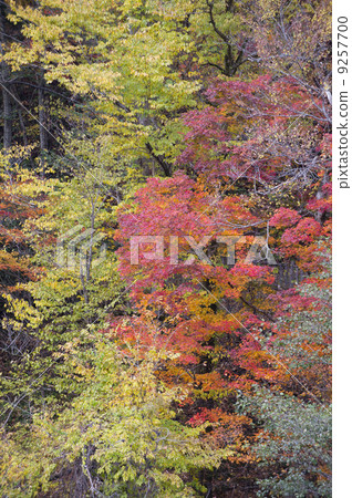 Autumn leaves 9257700