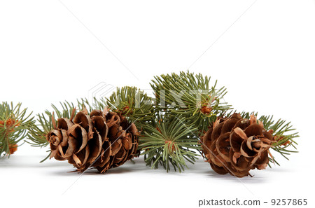 Spruce branch with cone on a white background Spruce branch with cone on a white background 9257865