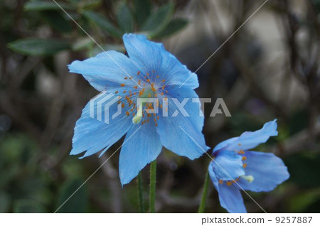 未開發區域的花（喜馬拉雅山的藍色罌粟） 9257887