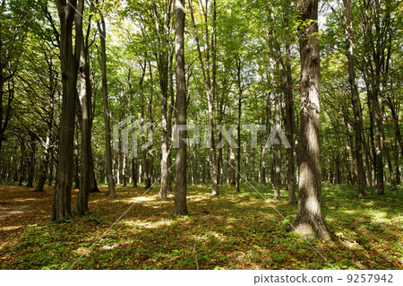 Autumn Forest 9257942