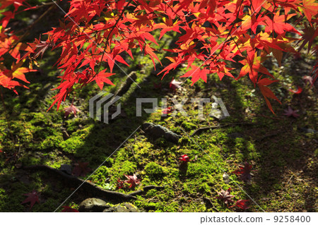 秋葉和青苔 9258400