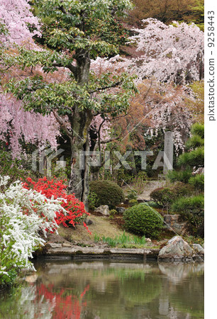 金剛Gojo櫻花在京都 9258443