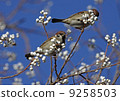 Sparrow to eat fruit of the Nankinghase 9258503
