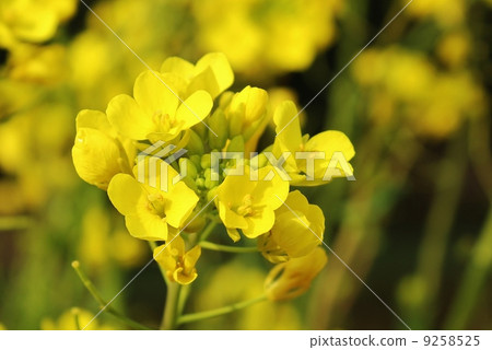 哈娜看到了 9258525