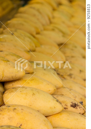 Mango on row closeup 9258813