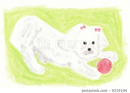 Maltese Maltese 9259194