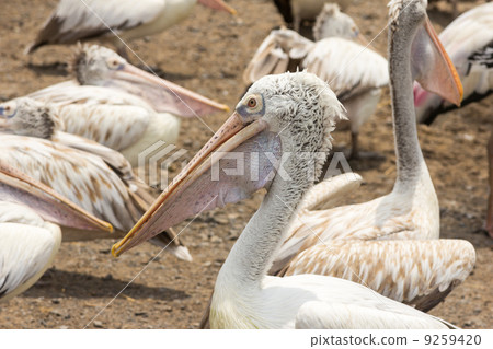 Closeup pelican in nature Closeup pelican in nature 9259420