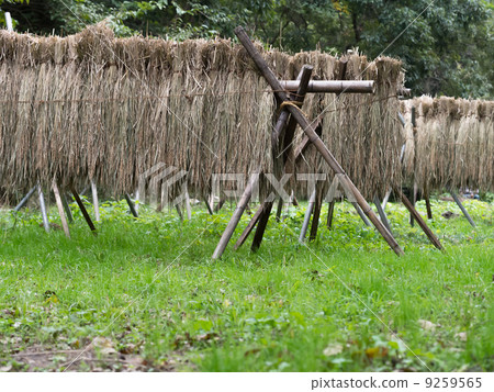 Rice cultivation 9259565