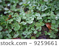 Clover wet in the rain 9259661
