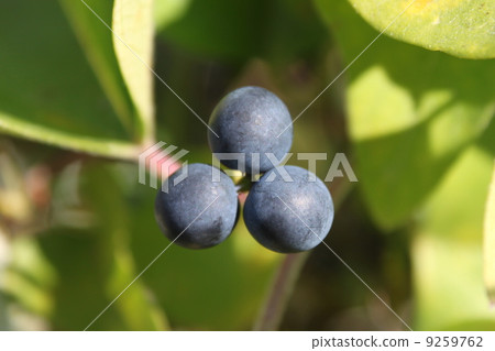 Fruit of Aotutsurafuji 9259762