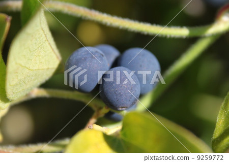 Fruit of Aotutsurafuji 9259772