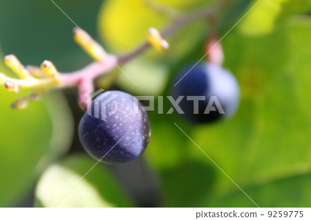 Fruit of Aotutsurafuji 9259775