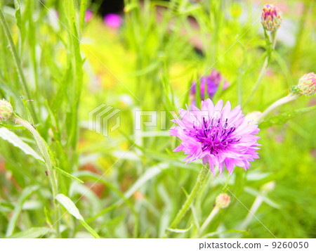 Aragakusa花 9260050