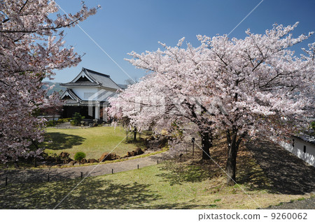 Cherry blossoms of Kyoto Katsuraji castle 9260062