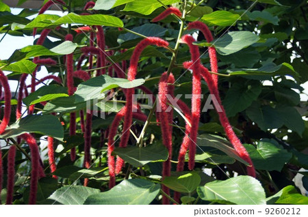 Long red flower of Benihimonoki Long red flower of Benihimonoki 9260212