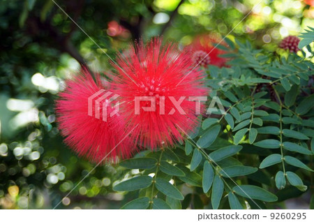 Akabana刷子豆紅色花 Akabana刷子豆紅色花 9260295