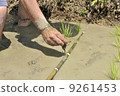 Rice planting 9261453