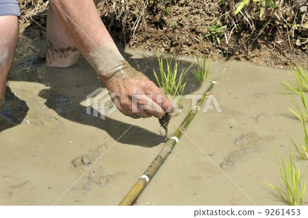 Rice planting 9261453