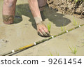 Rice planting 9261454