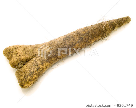 Yubari Yamato Nagamo yam with yam potato flatten flat flat 9261749