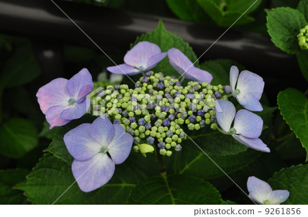 繡球花 繡球花 9261856