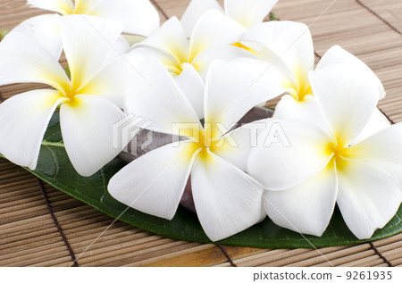 frangipani 9261935
