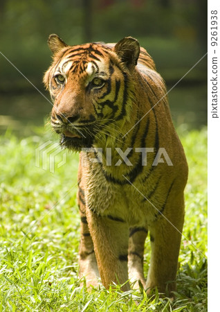 potrait of a tiger 9261938
