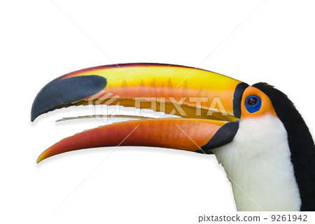 toucan 9261942
