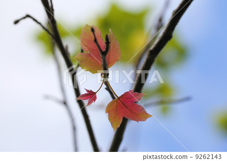 福色葉 福色葉 9262143