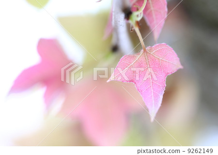 Fu colored leaves 9262149