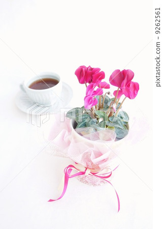 迷你仙客來和茶杯 9262561