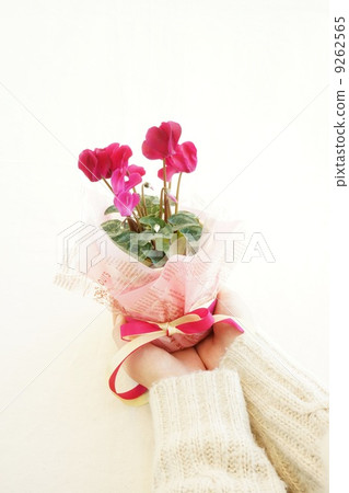 迷你仙客來的禮物 9262565